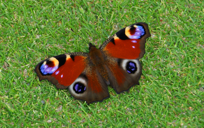 Schmetterling intext